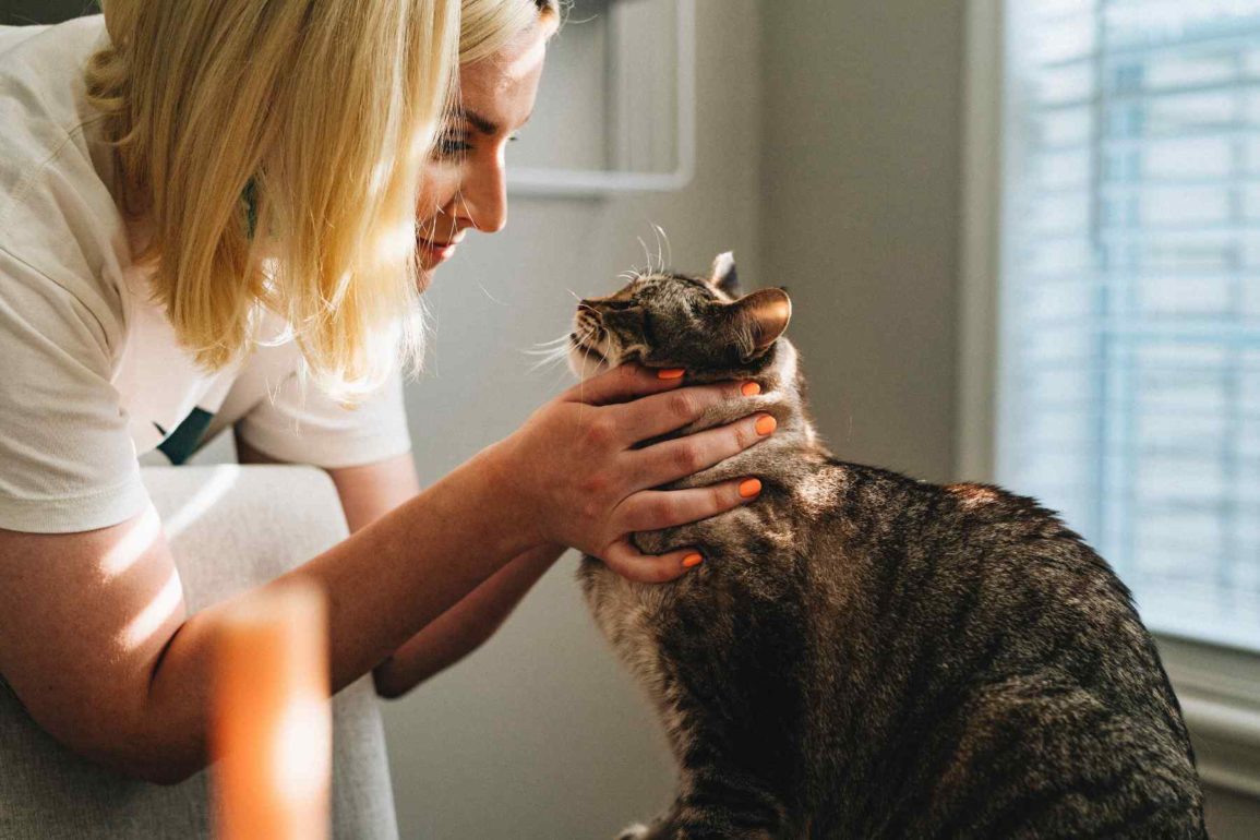 veterinarian checking a cat's overall health