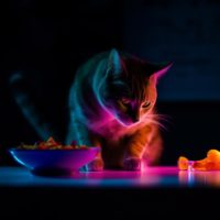 a cat sitting in neon lights tasing food