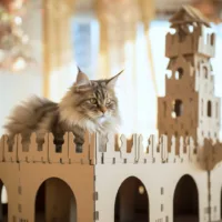 cat sitting on top of cardboard cat castle