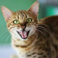 Green eyed cat meowing loudly and showing her teeth while doing so
