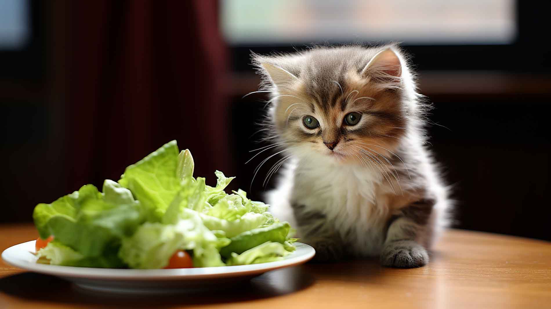 Disappointed kitten sitting in front of salad