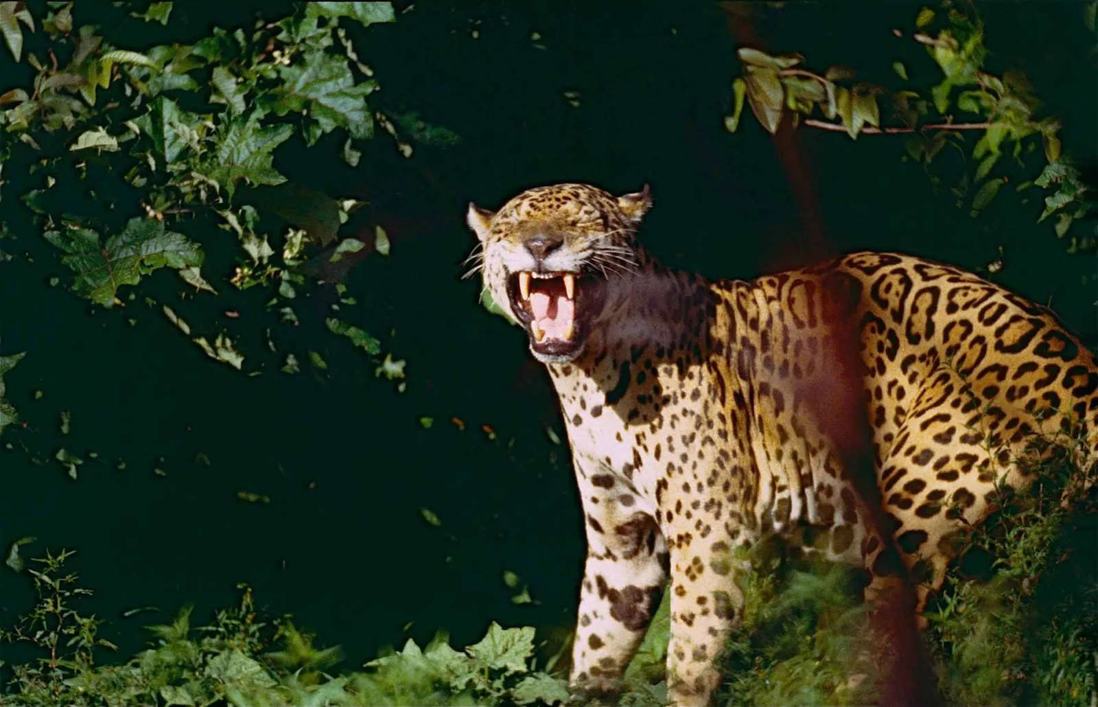 A jaguar with closed eyes and a wide-open mouth.