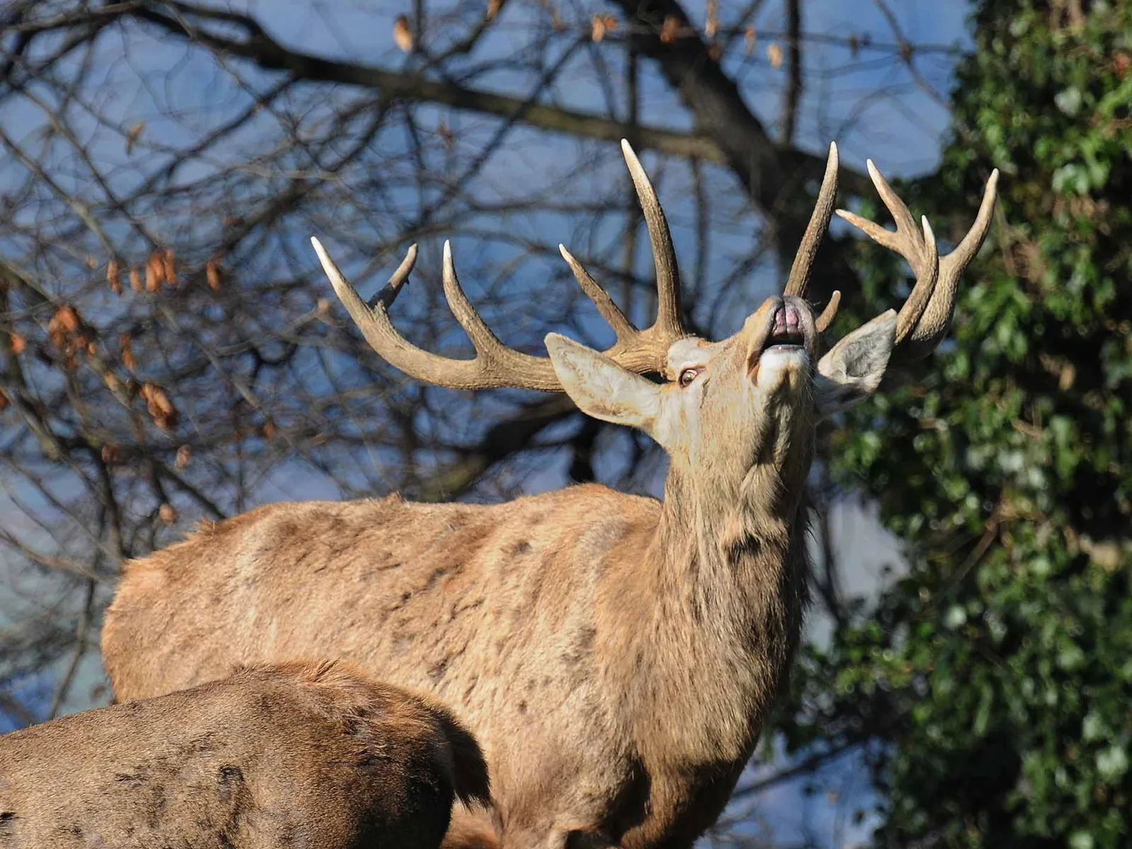 A red deer holding its head up and pulling its front lip upwards.