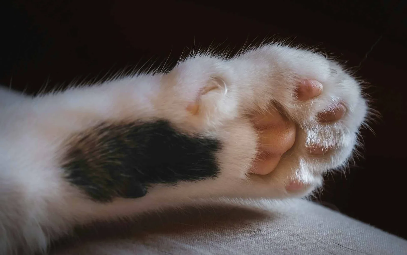 A close-up of a cat's front paw shows a white base, a distinctive black spot below her pads, and soft pink pads surrounded by fluffy white fur.