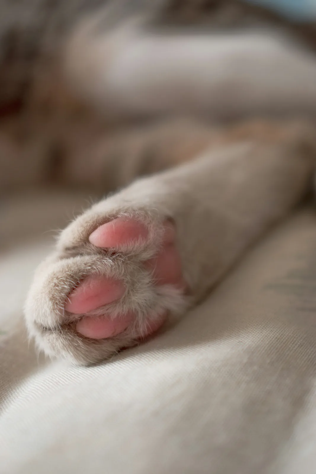 A cat's hindleg paw on closeup. Soft leathery beans are surrounded by cream colored fur.