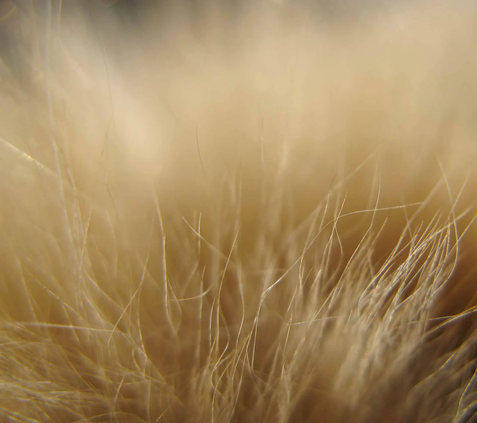 A macro photograph of a cat's fur resembling a dense forest, with light shining through to create a warm, golden glow. The fur is fine and wispy, showing the single hairs taking different directions, making them look like bare, thin tree trunks or twigs.