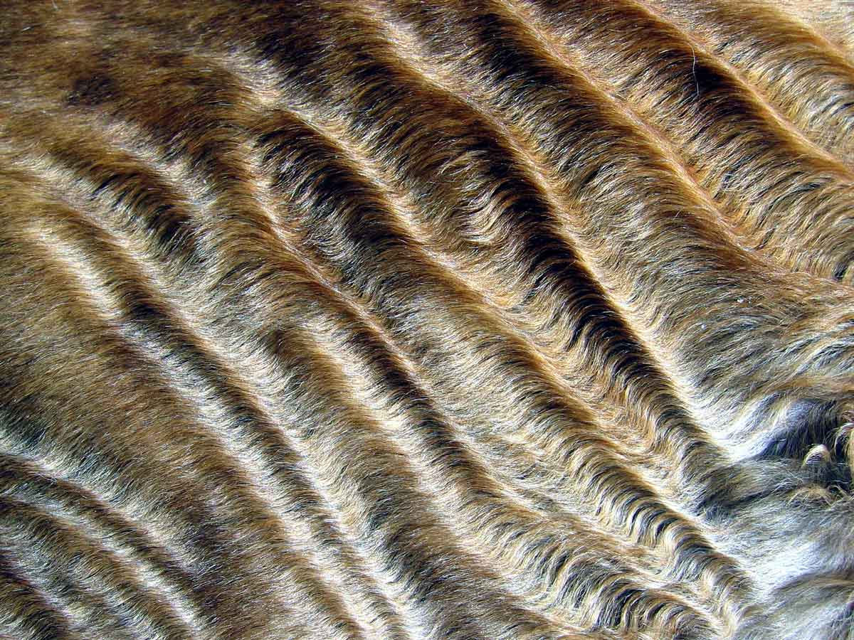 Cloesup of a Devon Rex cat's sleek wavy fur.