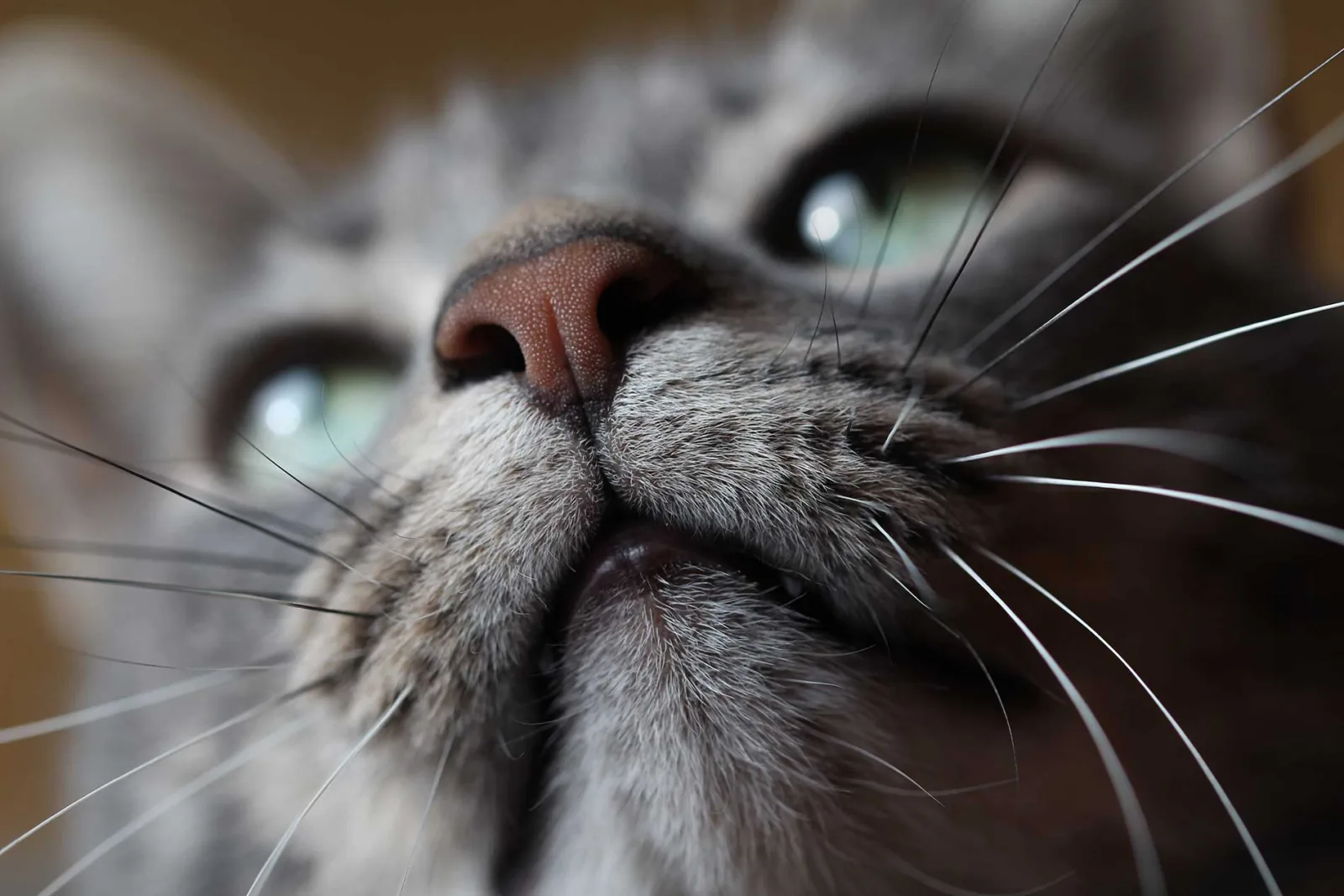Close-up of a cat’s face, focusing on nose and whiskers. The whiskers are prominently displayed, radiating out from the cat’s muzzle, with fine details of their tapered structure visible against the background. The cat’s nose is textured and soft, adding to the tactile richness of the image.