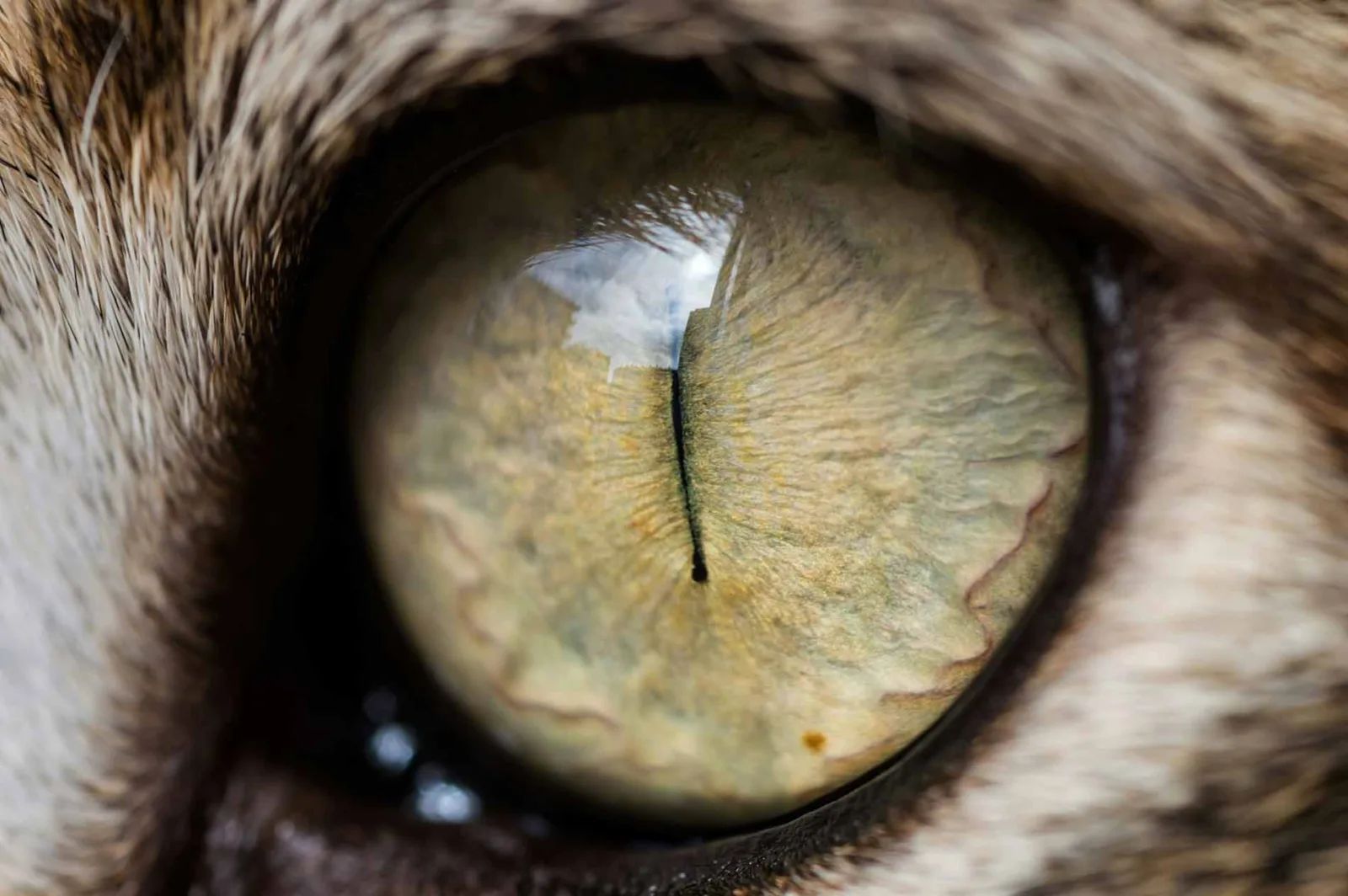 Eine Nahaufnahme eines Katzenauges, die die komplizierten Details der Iris zeigt. Die Iris hat eine Mischung aus gelben, braunen und grünen Farbtönen und eine vertikale, schlitzförmige Pupille. Das Auge reflektiert Licht und zeigt eine detaillierte Textur.