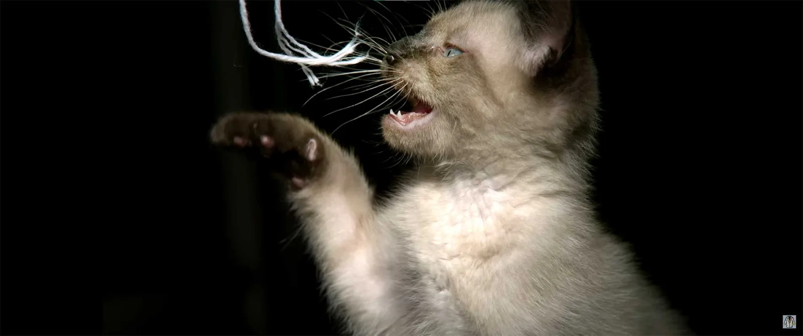 An action shot of a kitten in mid-play, its mouth open as it reaches for a floating white string. The focus is on the kitten's face, especially its whiskers, which are spread forward, touching the string.