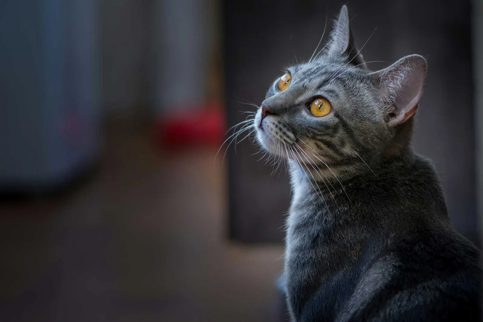 Profilansicht einer grauen Katze, die nach oben schaut. Die leuchtend orangefarbenen Augen der Katze sind auf etwas über ihr gerichtet, und ihr aufmerksamer Gesichtsausdruck hebt ihre langen Schnurrhaare hervor, die sich anmutig von ihrer Schnauze vor einem sanft verschwommenen Hintergrund abzeichnen. Am Kinn der Katze kann man vor dem dunkleren Hintergrund ein paar kürzere Schnurrhaare erkennen.