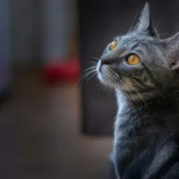 A profile view of a grey cat looking upwards. The cat's bright orange eyes are sharply focused on something above, and its alert expression highlights its long, straight whiskers which fan out gracefully from its muzzle against a softly blurred background. On the cat's chin you can see a bunch of shorter whiskers against the darker background.