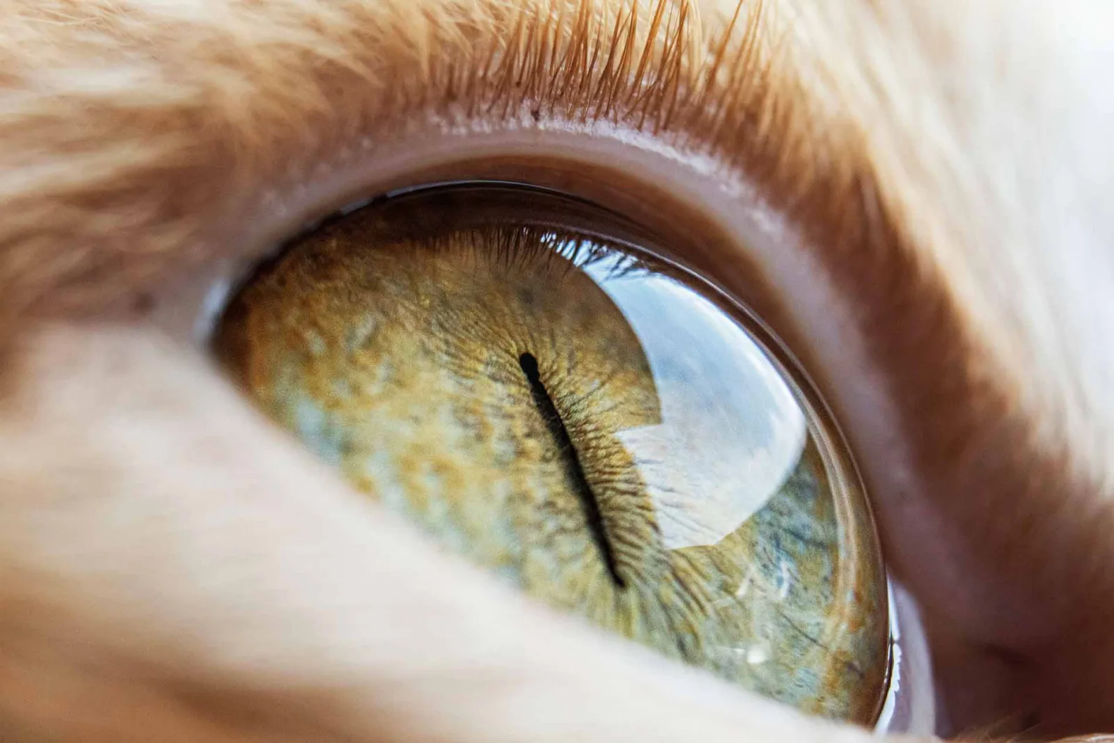 A high-resolution close-up photo of a domestic cat's eye. The eye is a brilliant green with a narrow, vertical pupil and detailed fibrous structures in the iris. The surrounding fur is soft and orange.